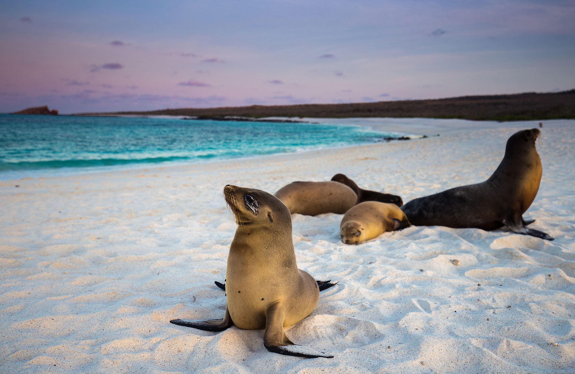 Roundtrip to the Galápagos Islands | KILROY