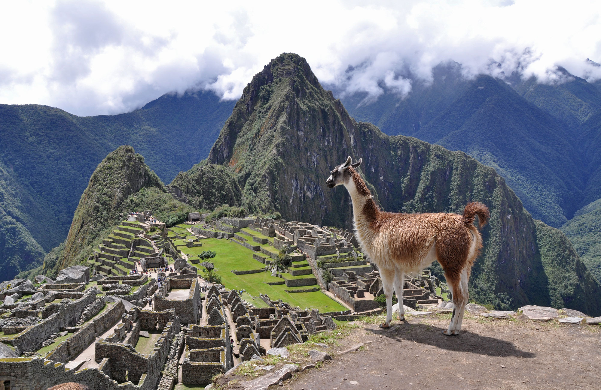 machu-picchu-peru-lama-cover