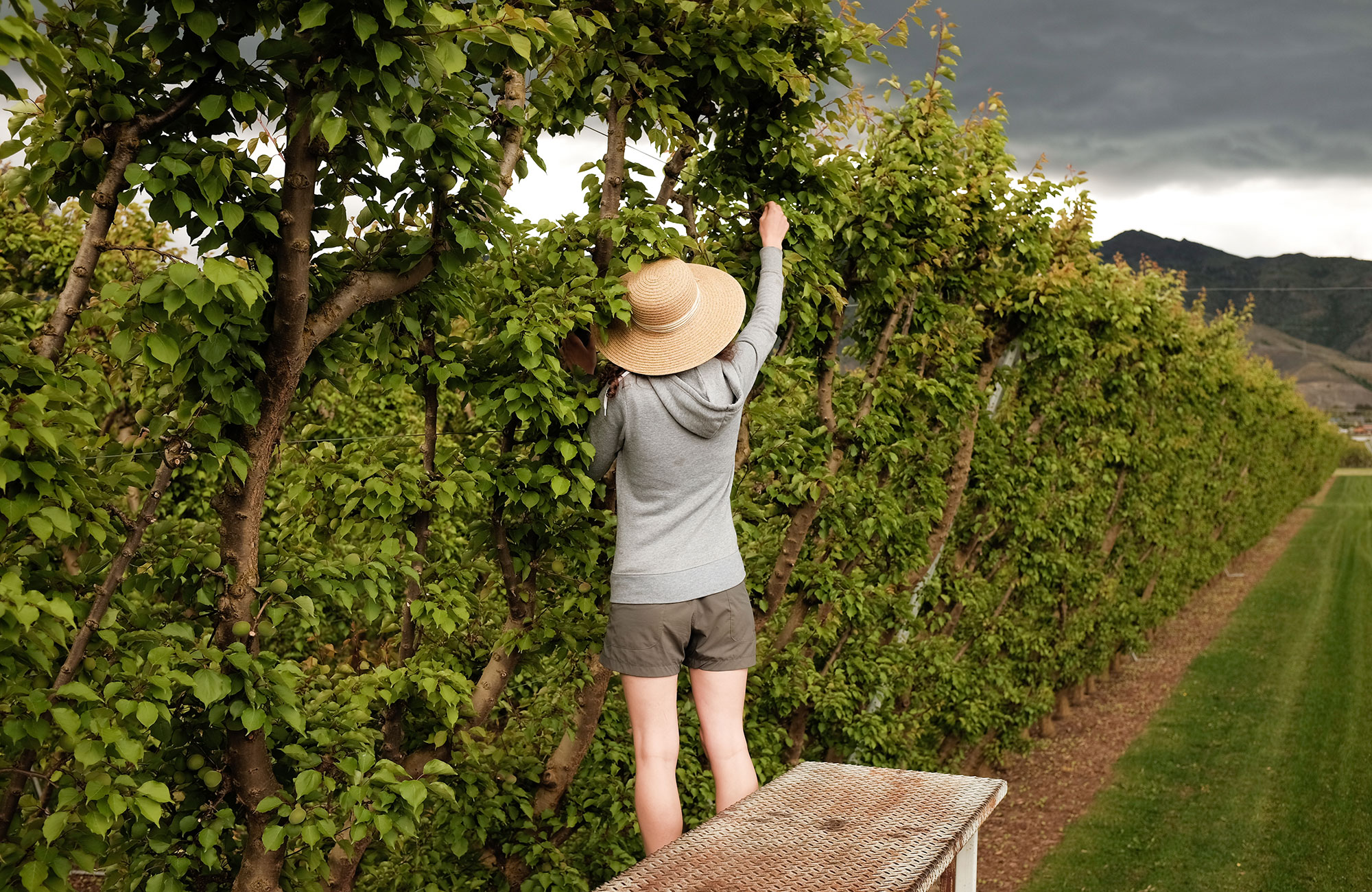 A girl with a sunhat picking fruit on a farm in New Zealand