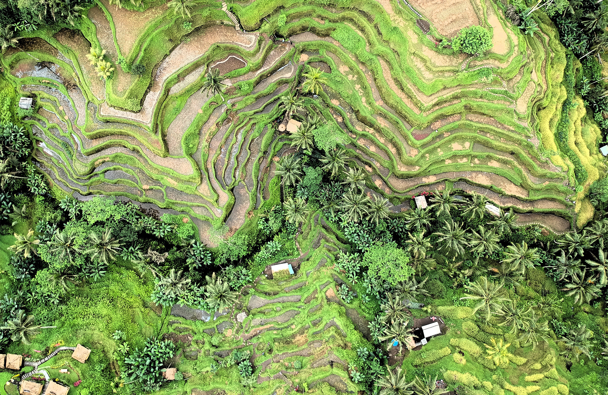 ubud-bali-indonesia-fields-cover