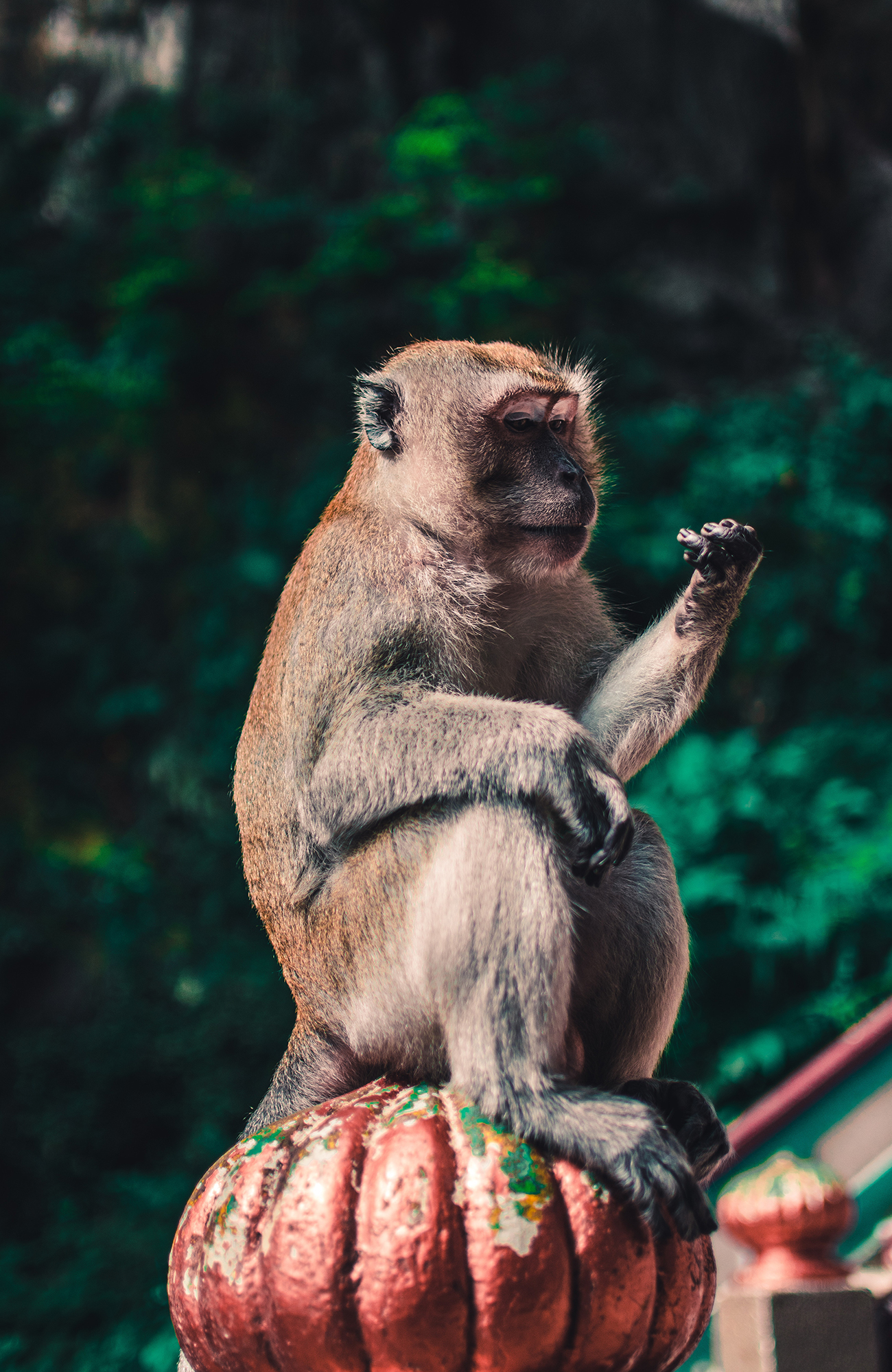 kuala-lumpur-macaque-monkey-sidebar