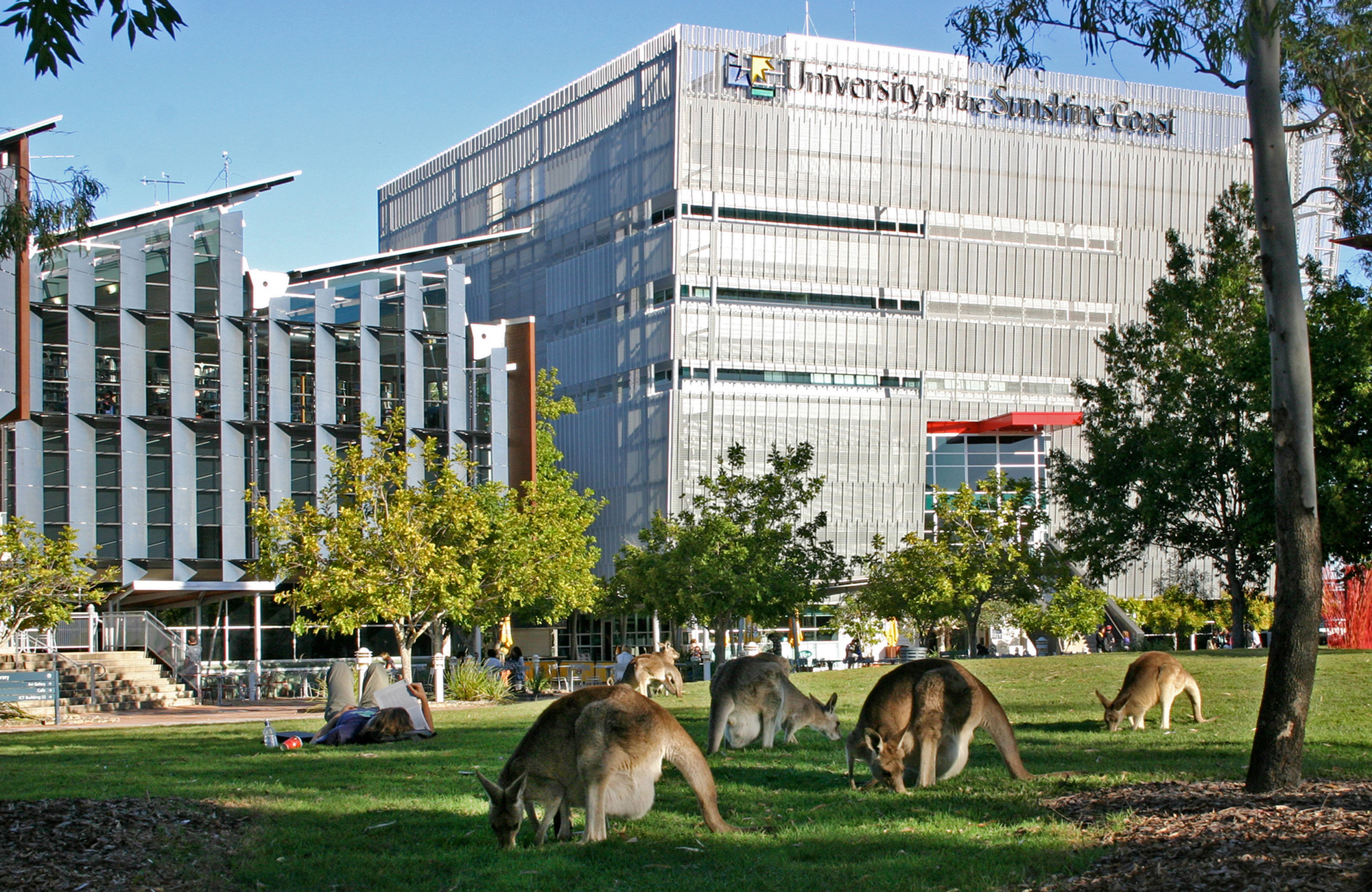 university-of-the-sunshine-coast-campus-lawn-kangaroos
