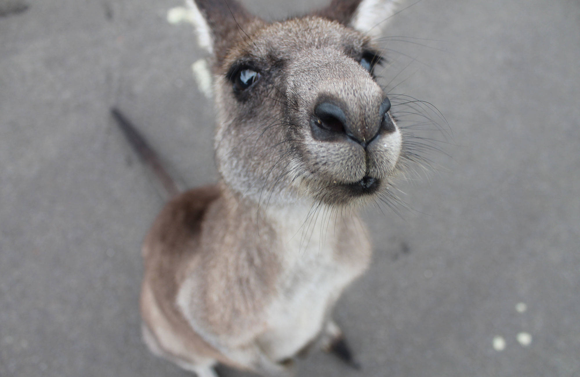meet the kangaroos during your studies in australia