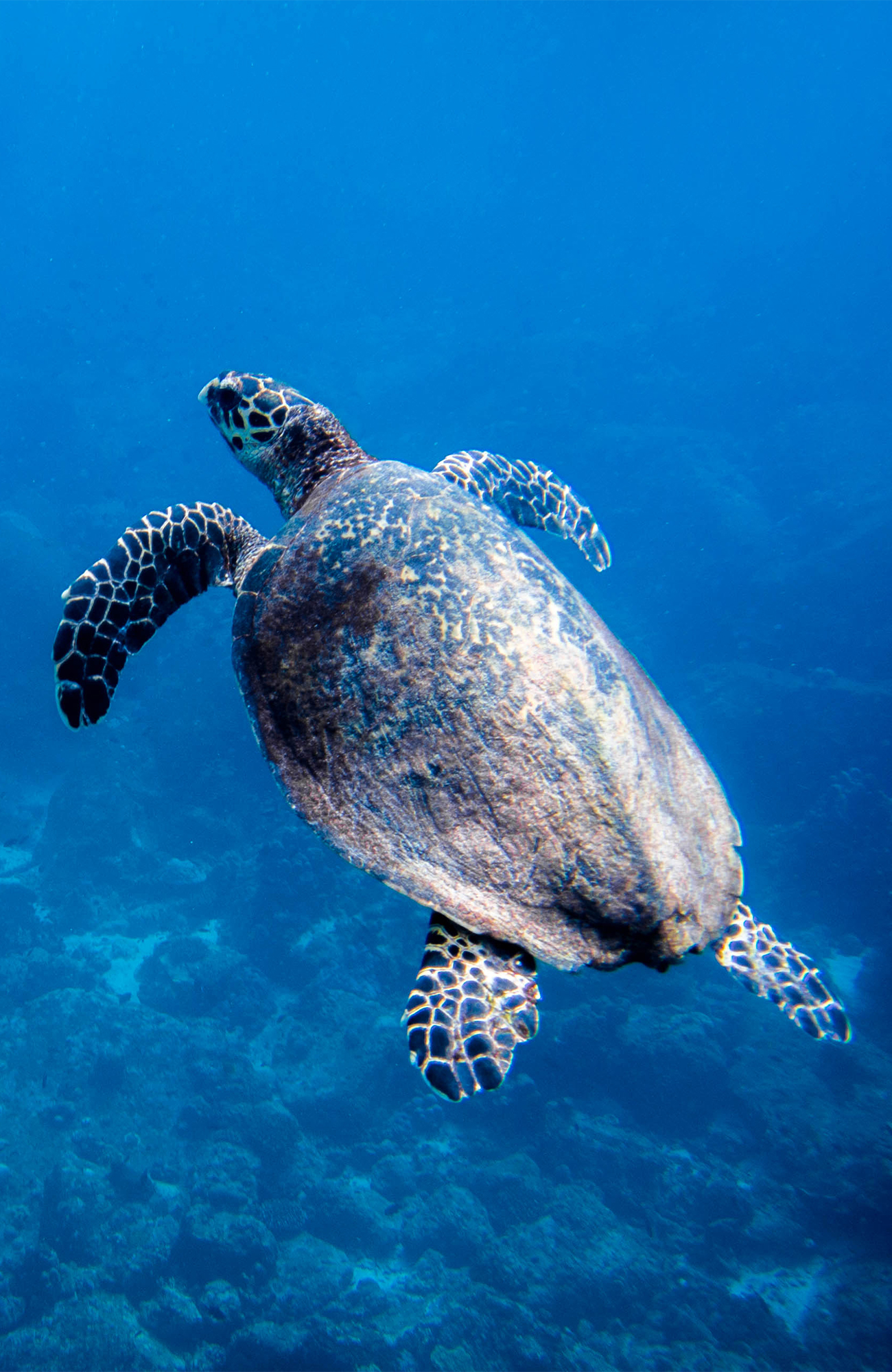 perhentian-islands-turtle-underwater-malaysia-sidebar