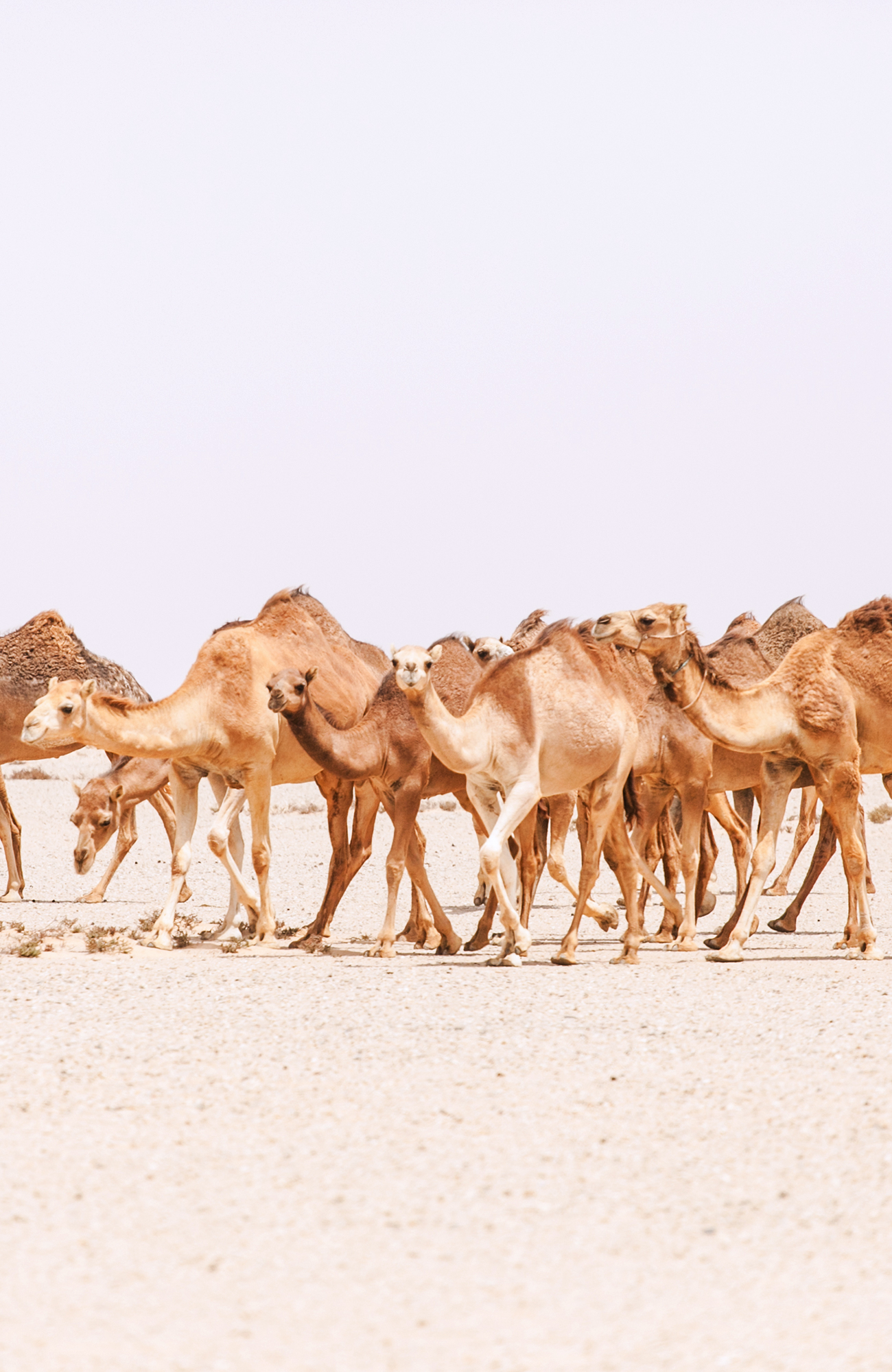 morocco-camels-desert-sidebar