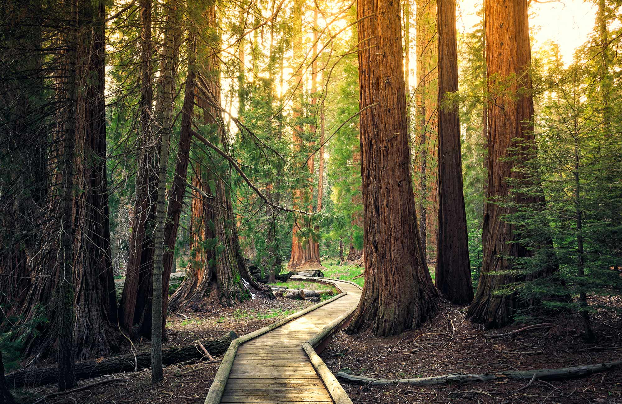 california-seqouia-national-park-sunlight-cover