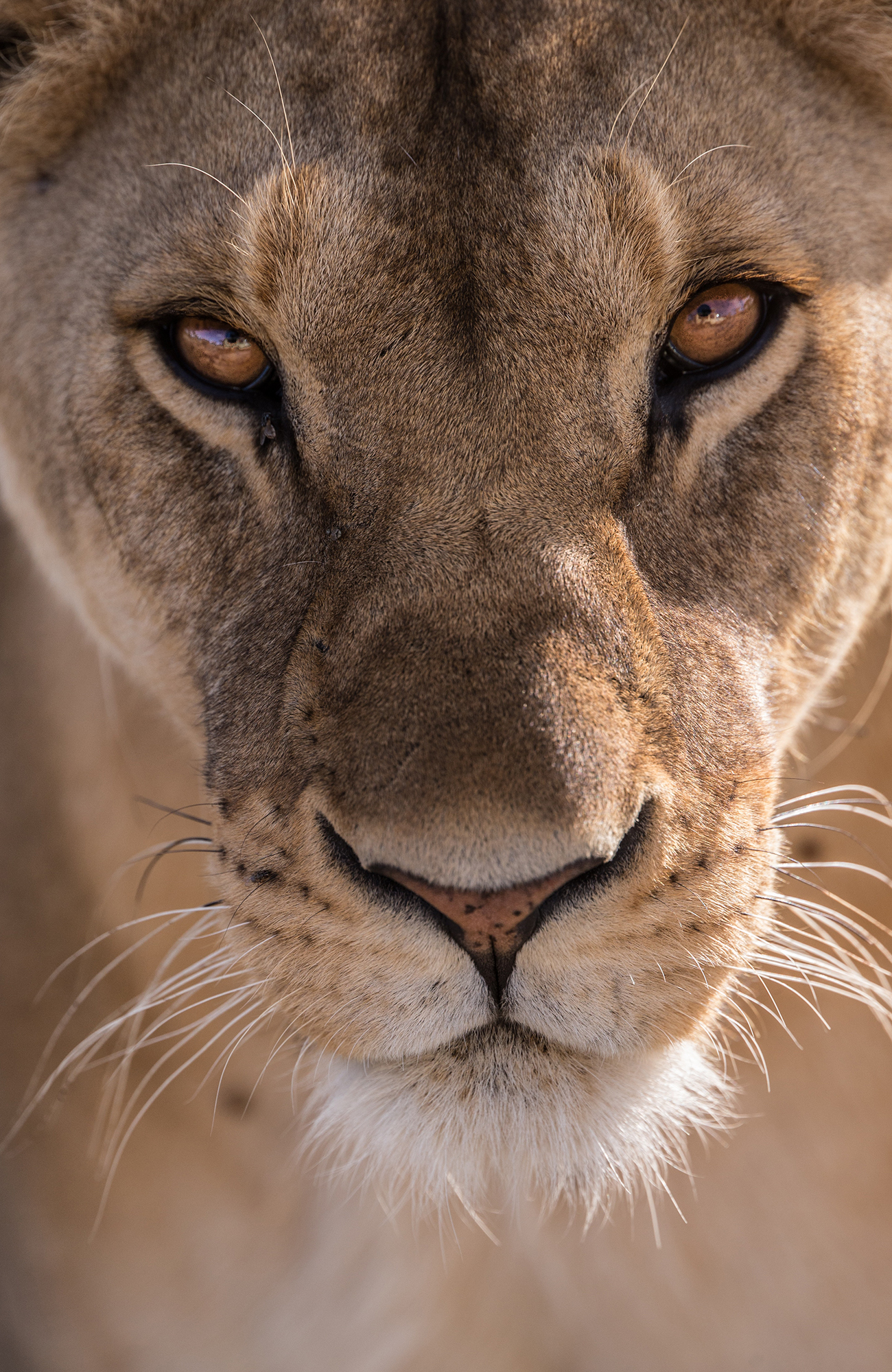 kruger-national-park-lioness-sidebar