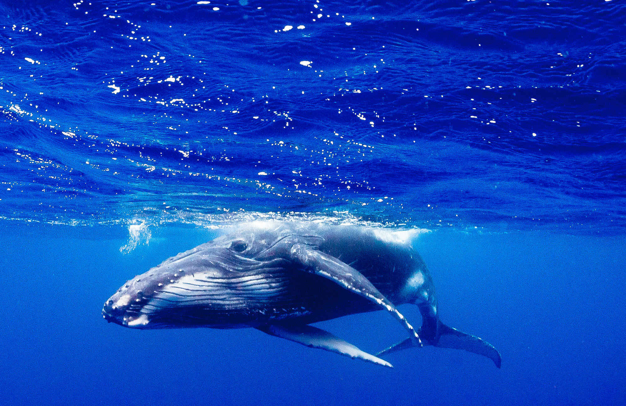 tonga-humpback-whale-underwater-blue-ocean-cover