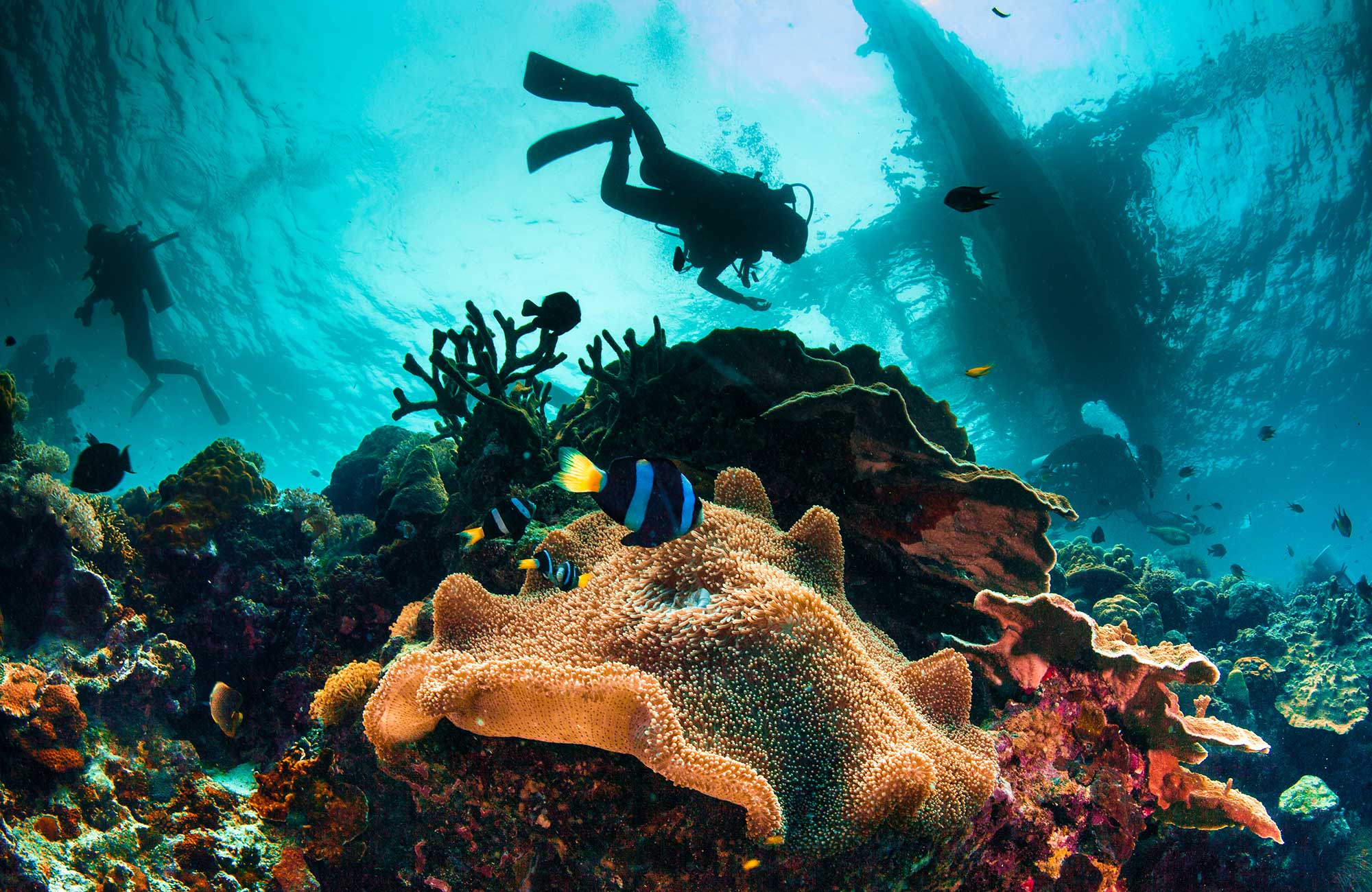 Scuba divers over a coral reef with lots of colourful fish