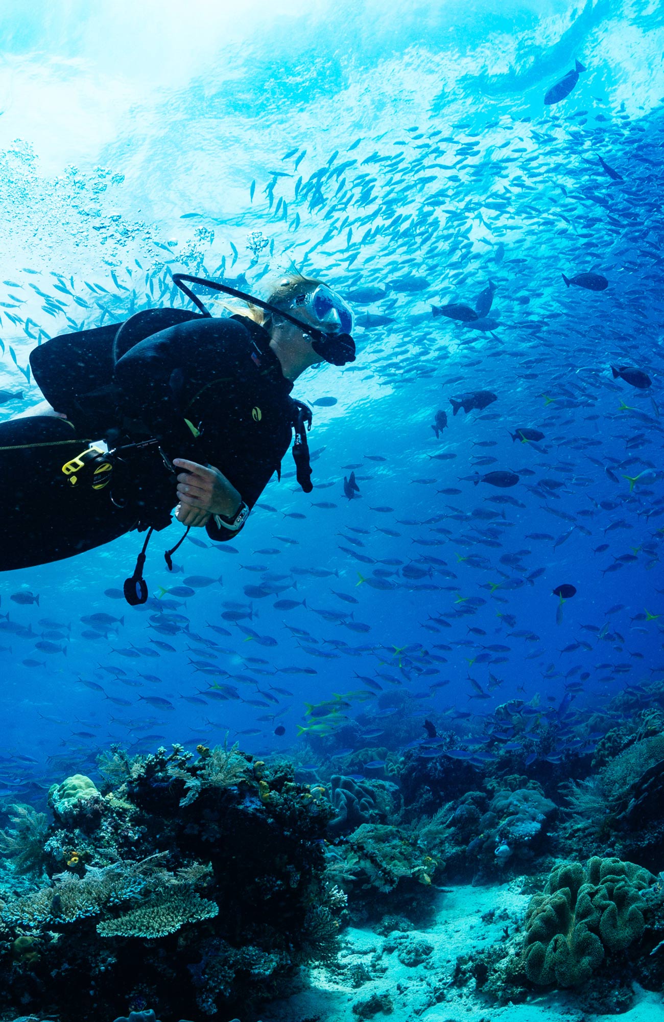 diving-general-fish-sidebar