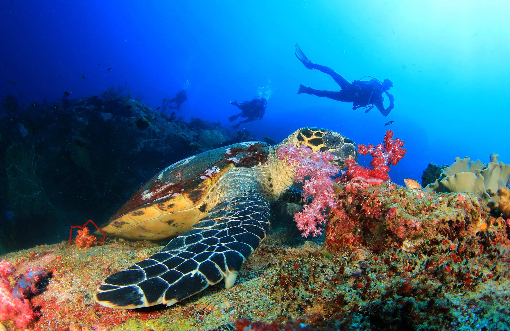 diving-turtle-eating-coral-cover