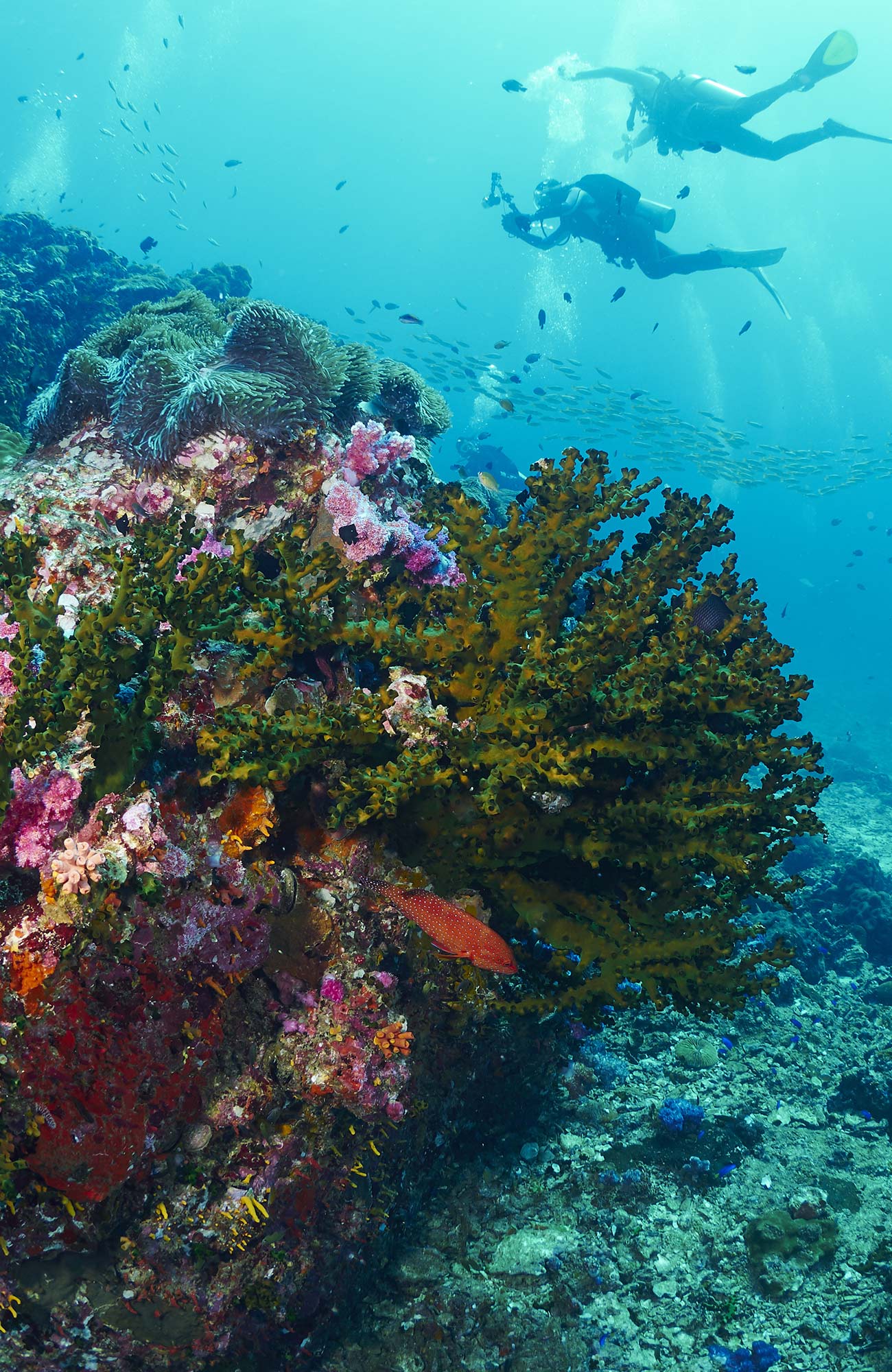 diving-general-two-divers-coral-sidebar