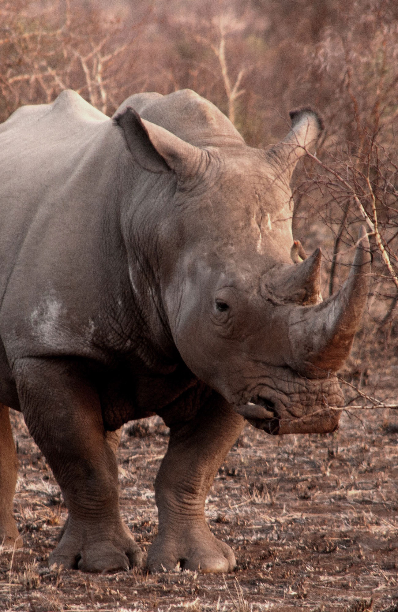 volunteering-africa-animals-rhino-sidebar