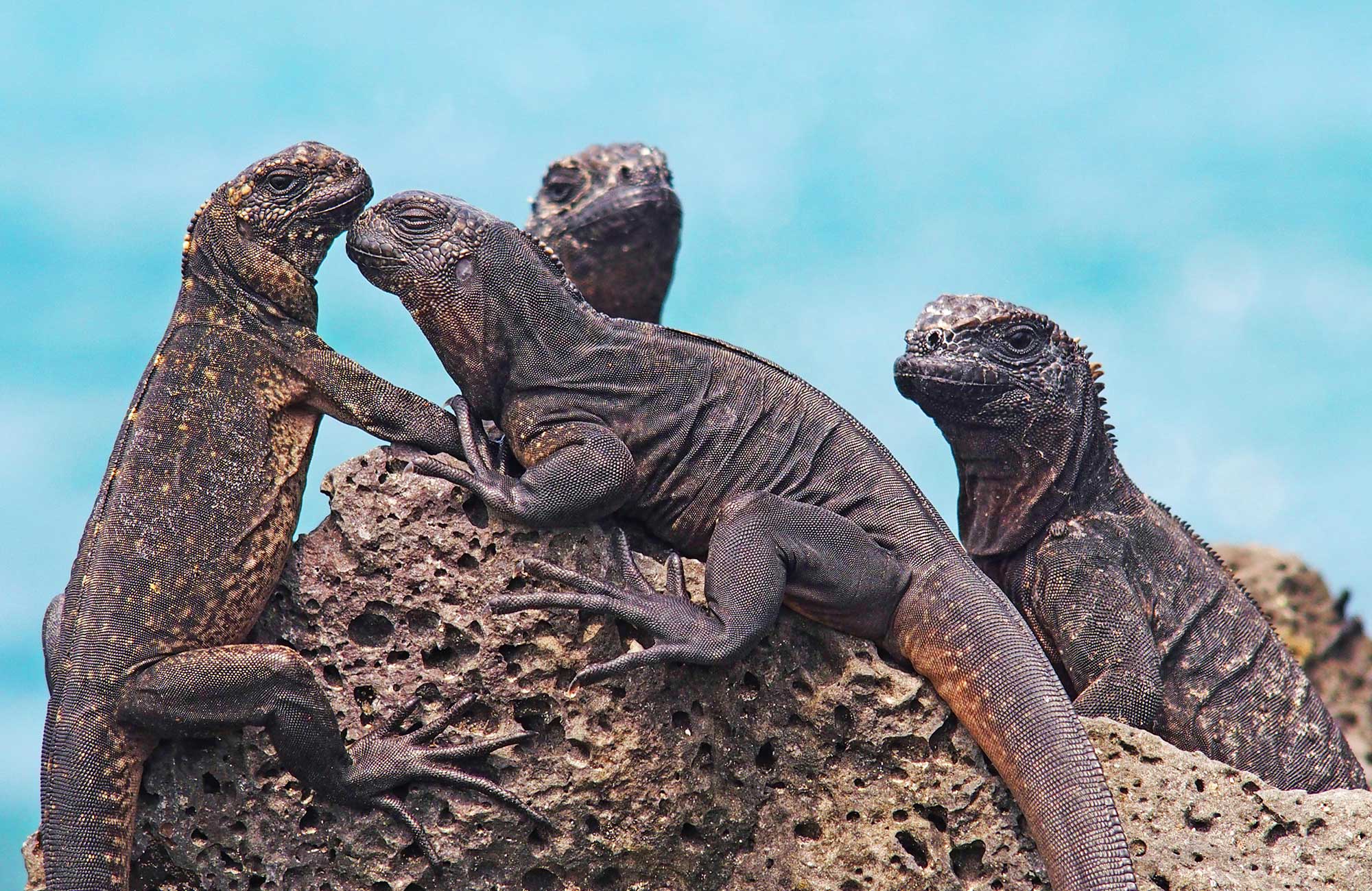 Travel like Darwin and spot wildlife on the Galapagos | KILROY