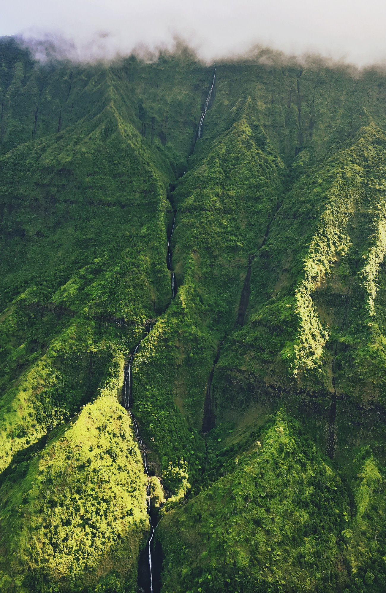 green nature in Hawaii