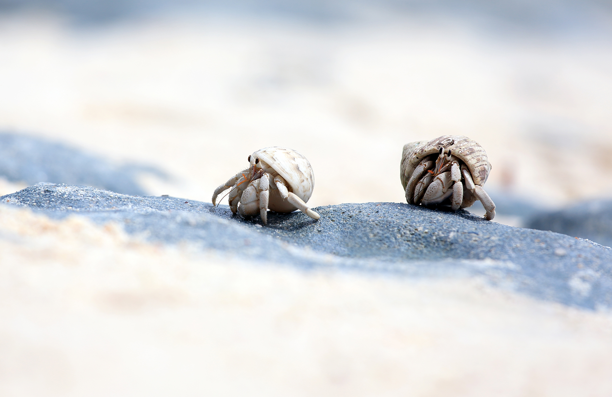 fiji-hermit-crabs-cover