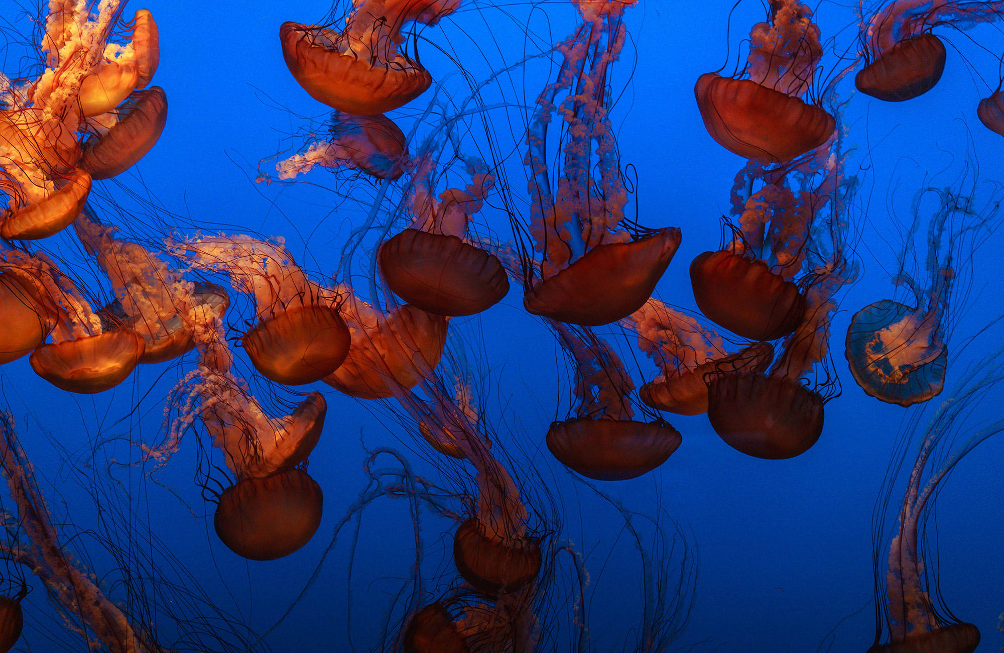 fiji-underwater-jellyfish-cover