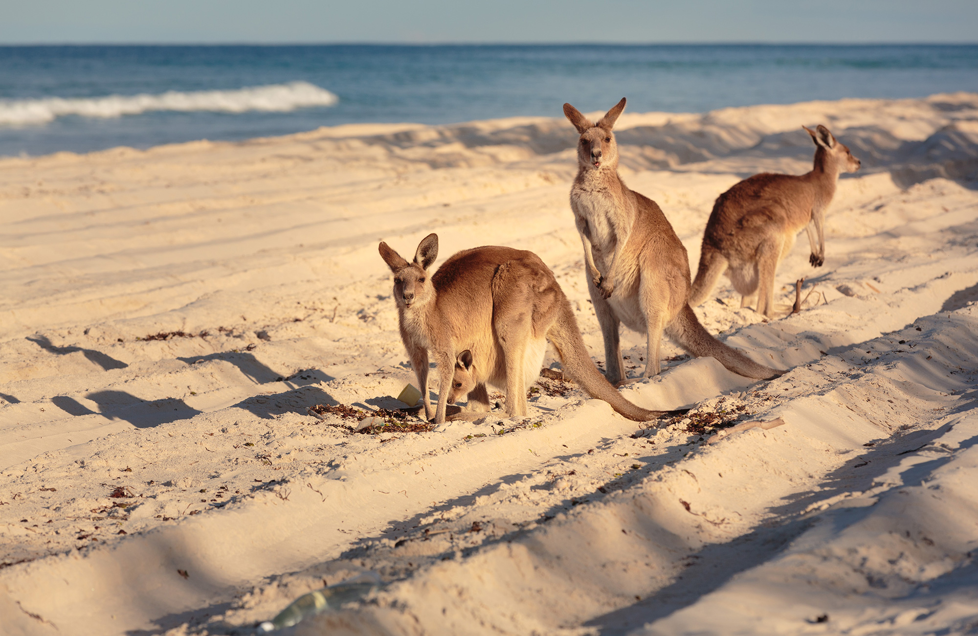 Three adult kangaroos with one carrying a baby, on a sandy beach with rolling waves off the coast of Brisbane in Australia