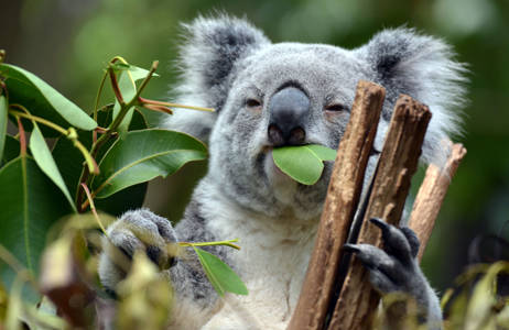 meet the cute koalas in the trees while you study your master in brisbane
