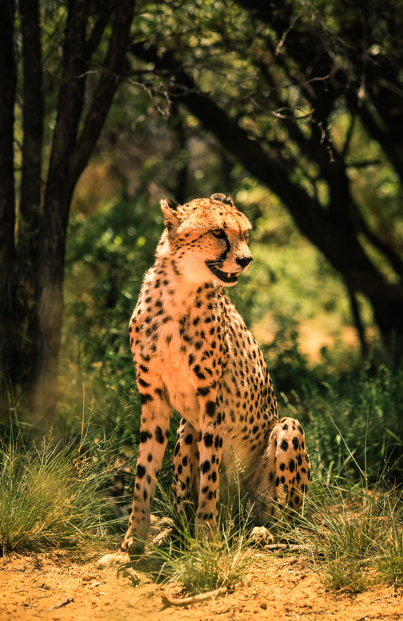 namibia-cheetah-sidebar