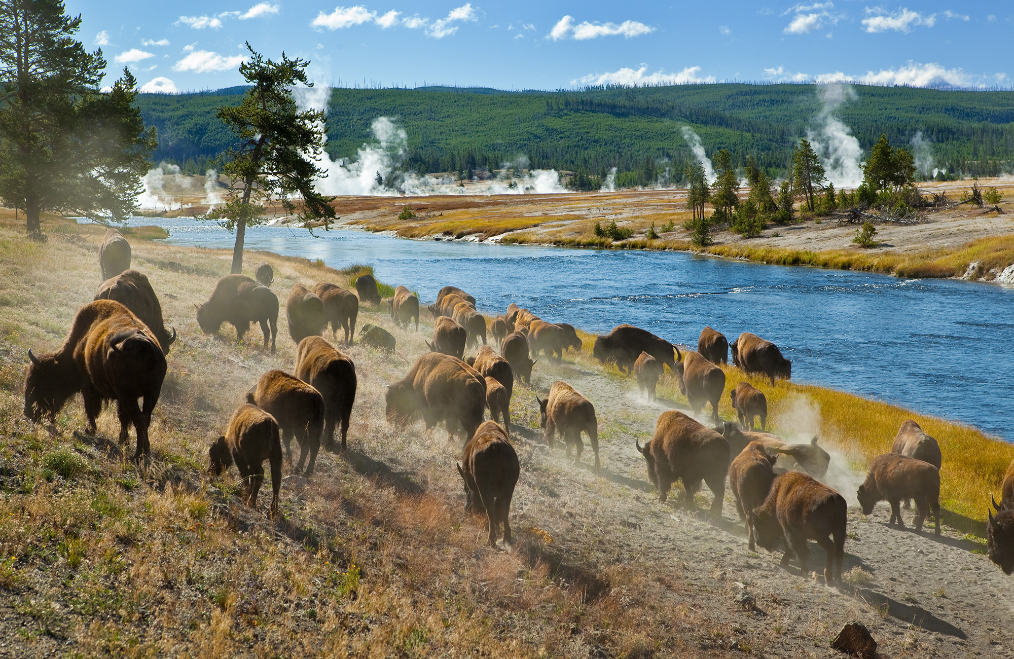Usa Yellowstone National Park Bison Herd 