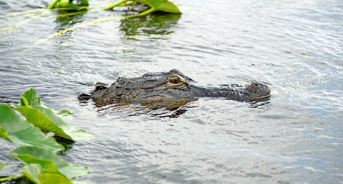 aligator in Everglades National Park