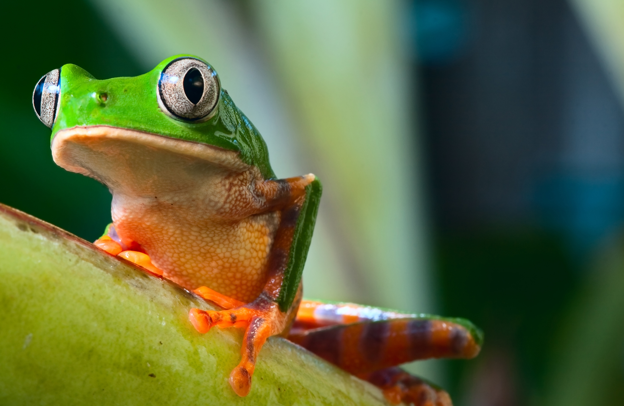 amazon-rainforest-brazil-green-treefrog-cover