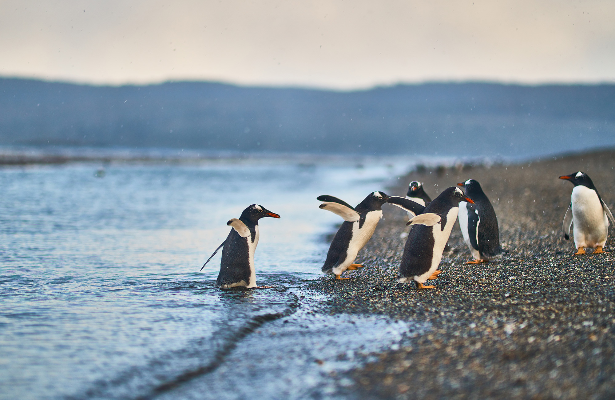 Penguins in Ushuaia, Patagonia