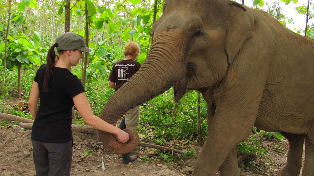 Volunteering with animals in Thailand | KILROY