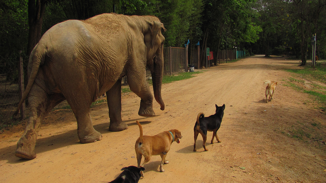 Volunteer with animals in Thailand | KILROY