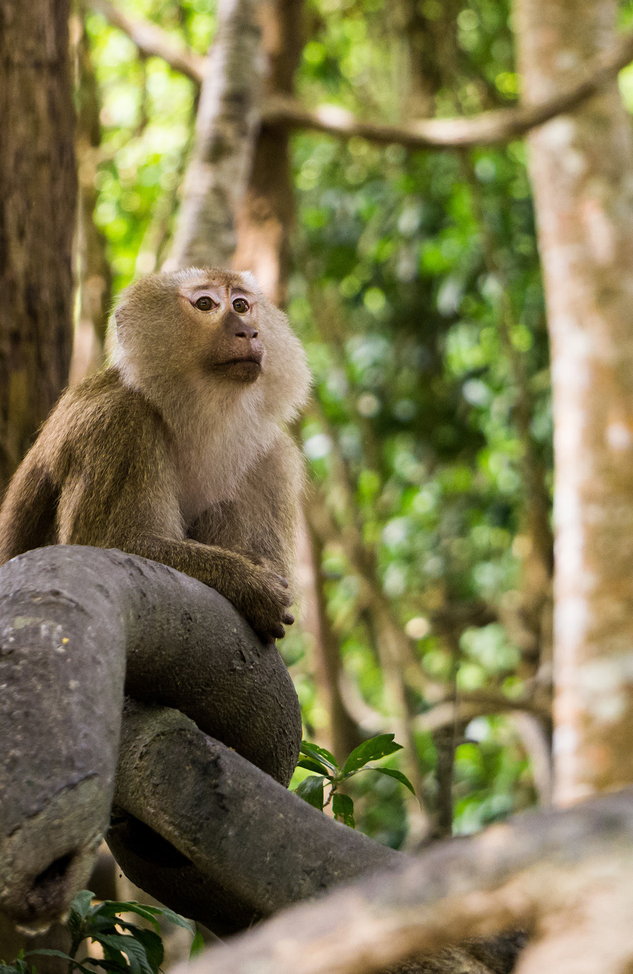 volunteering-asia-thailand-animals-monkey-forest-sidebar