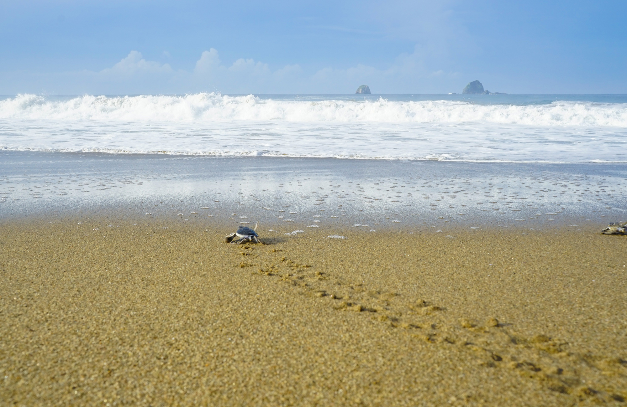 volunteering-asia-indonesia-turtle-conservation-cover