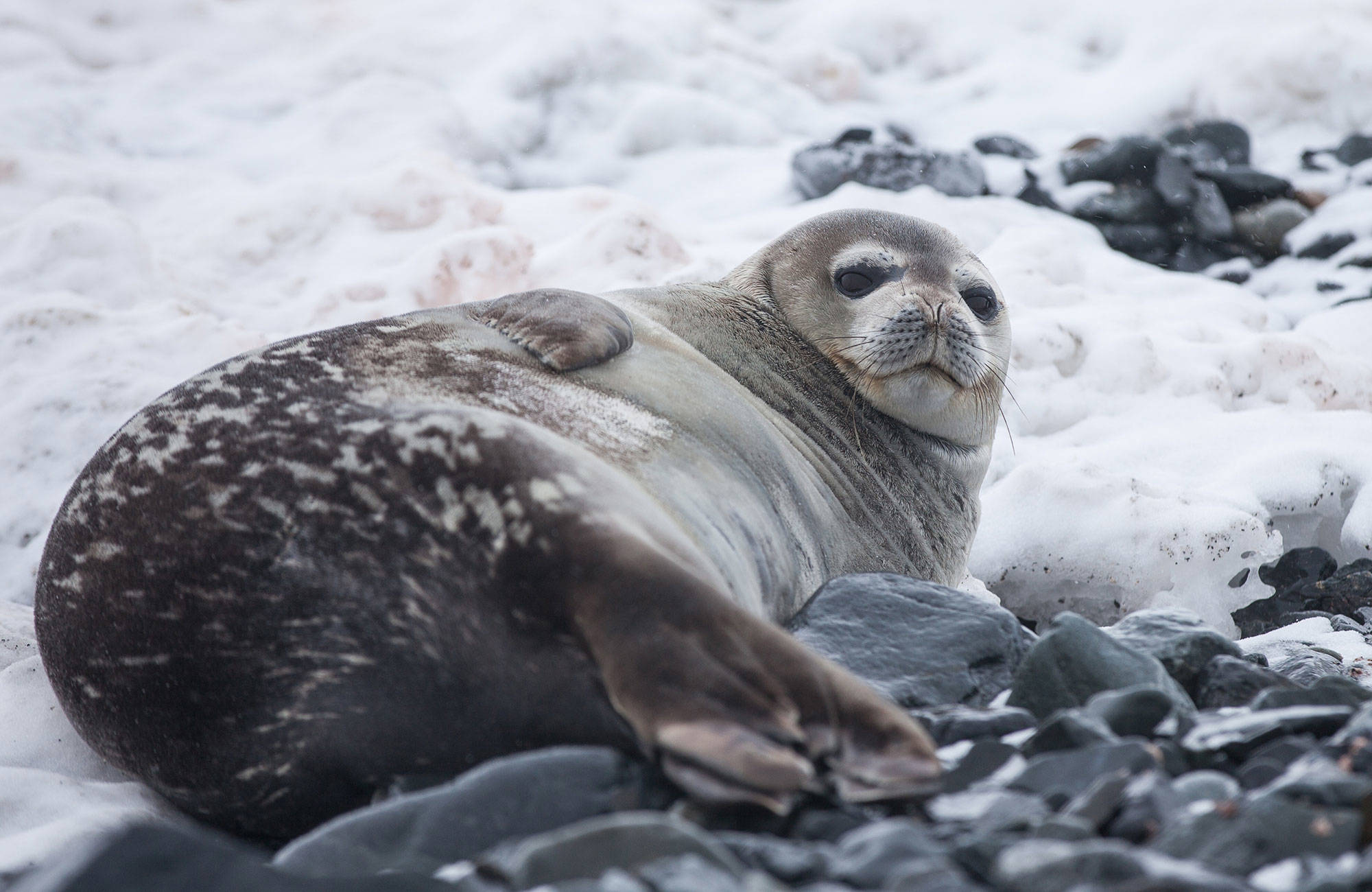 antarctica-seal-chilling
