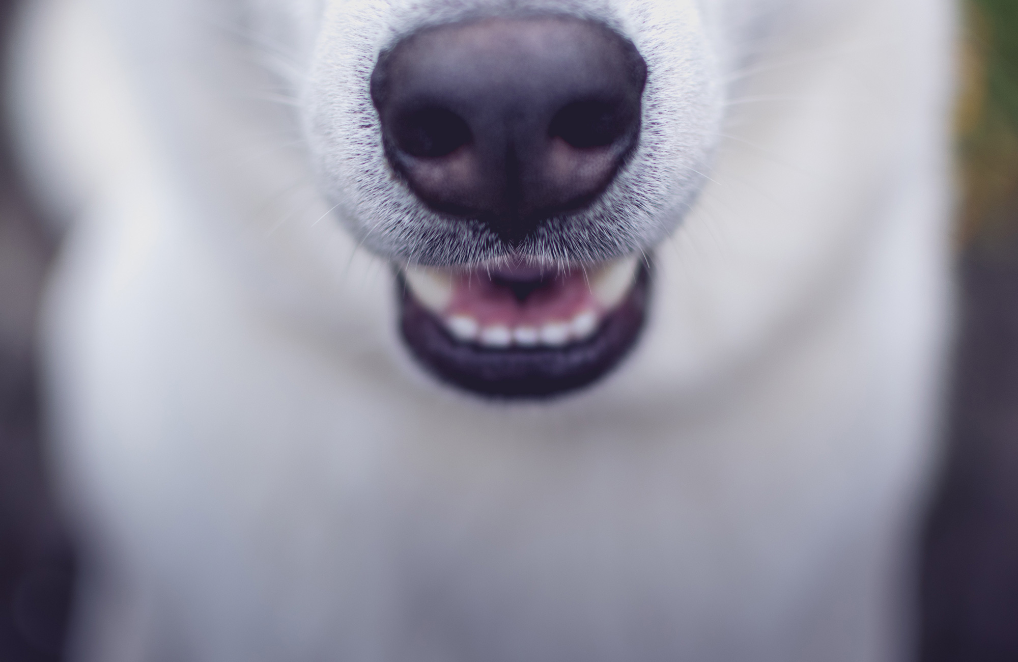 Study veterinary science abroad | KILROY