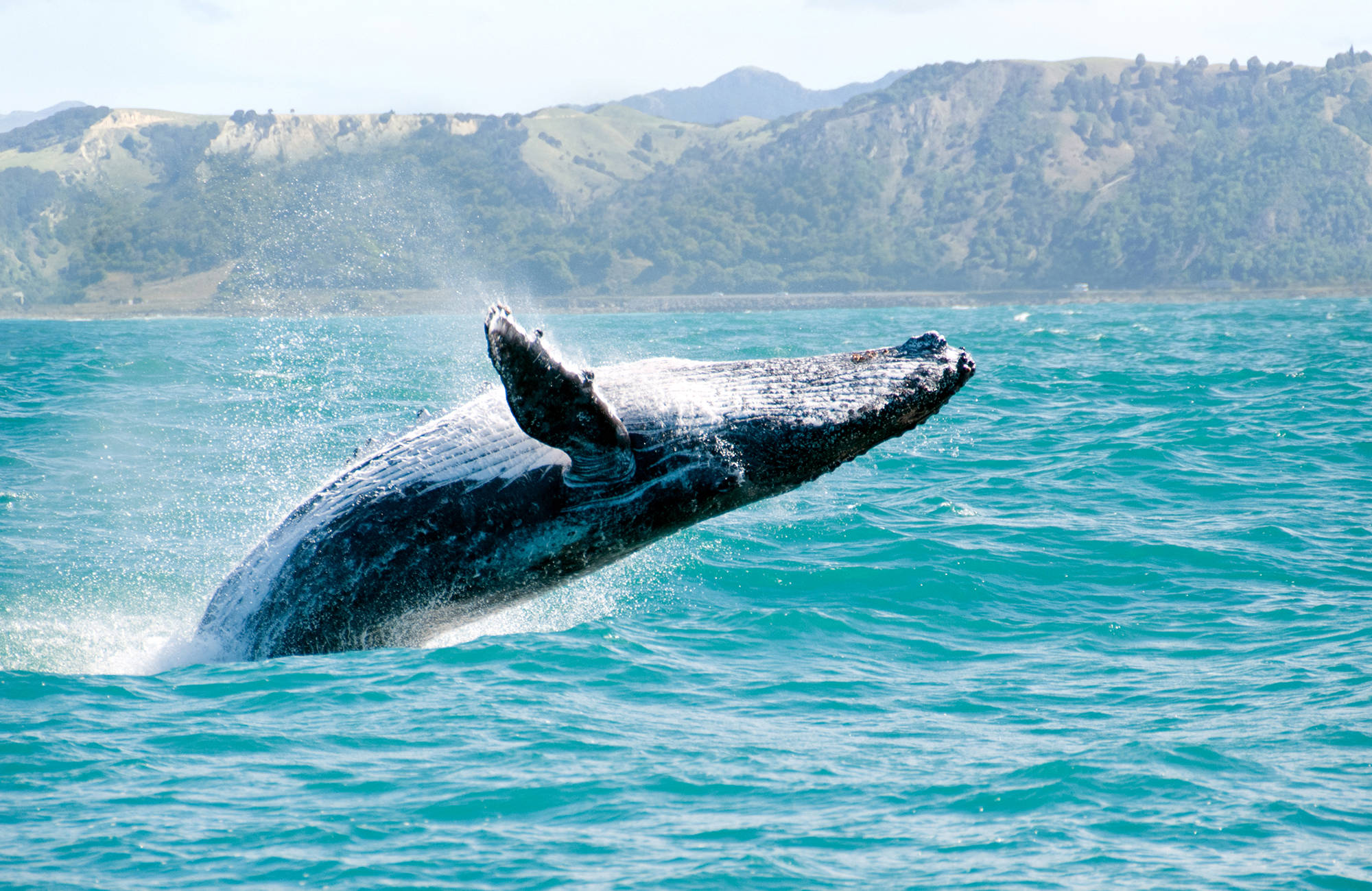 whale jumping in new zealand