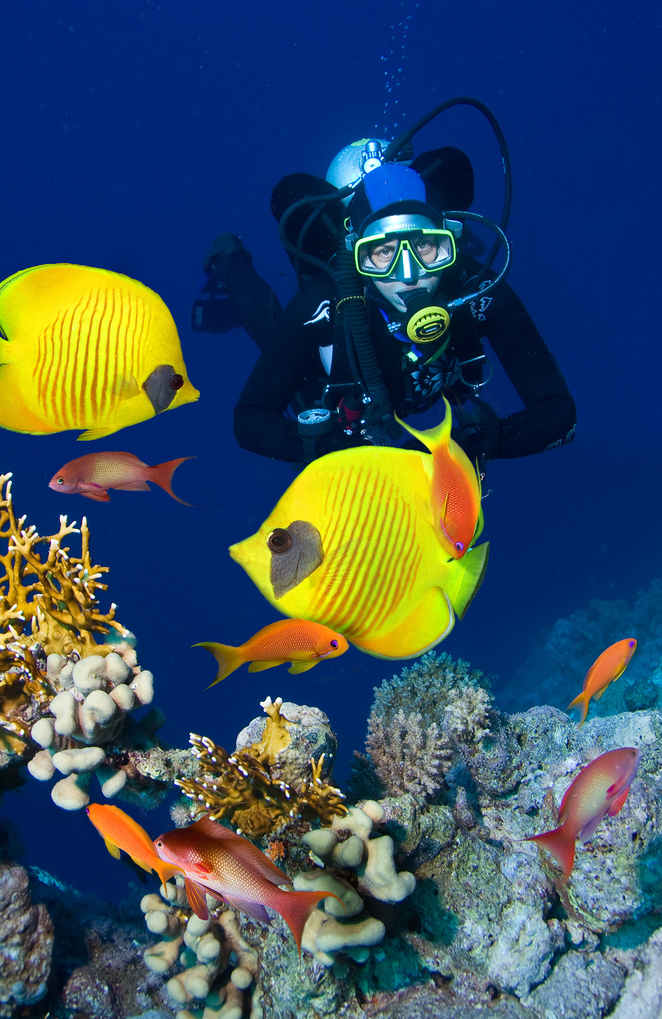 diving-fiji-coral-yellow-fish-sidebar