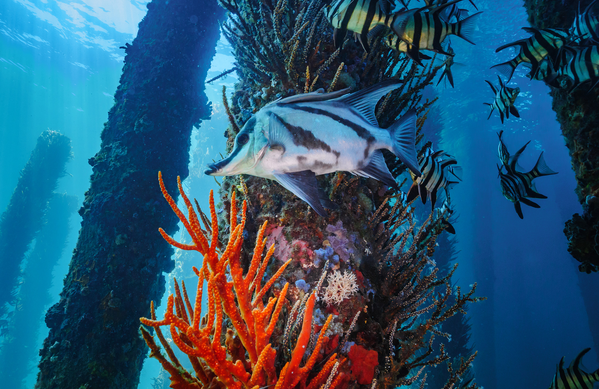 diving-australia-boarfish-cover