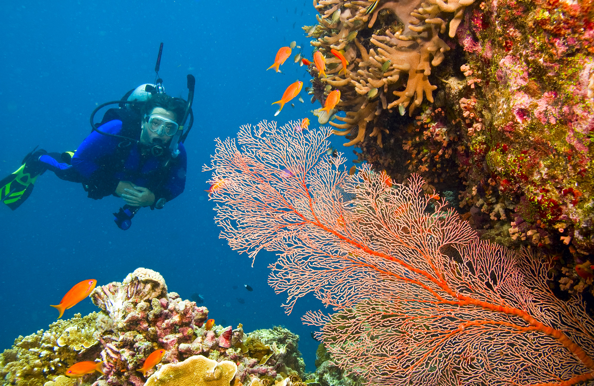 diving-australia-great-barrier-reef-gorgonian-sea-fan