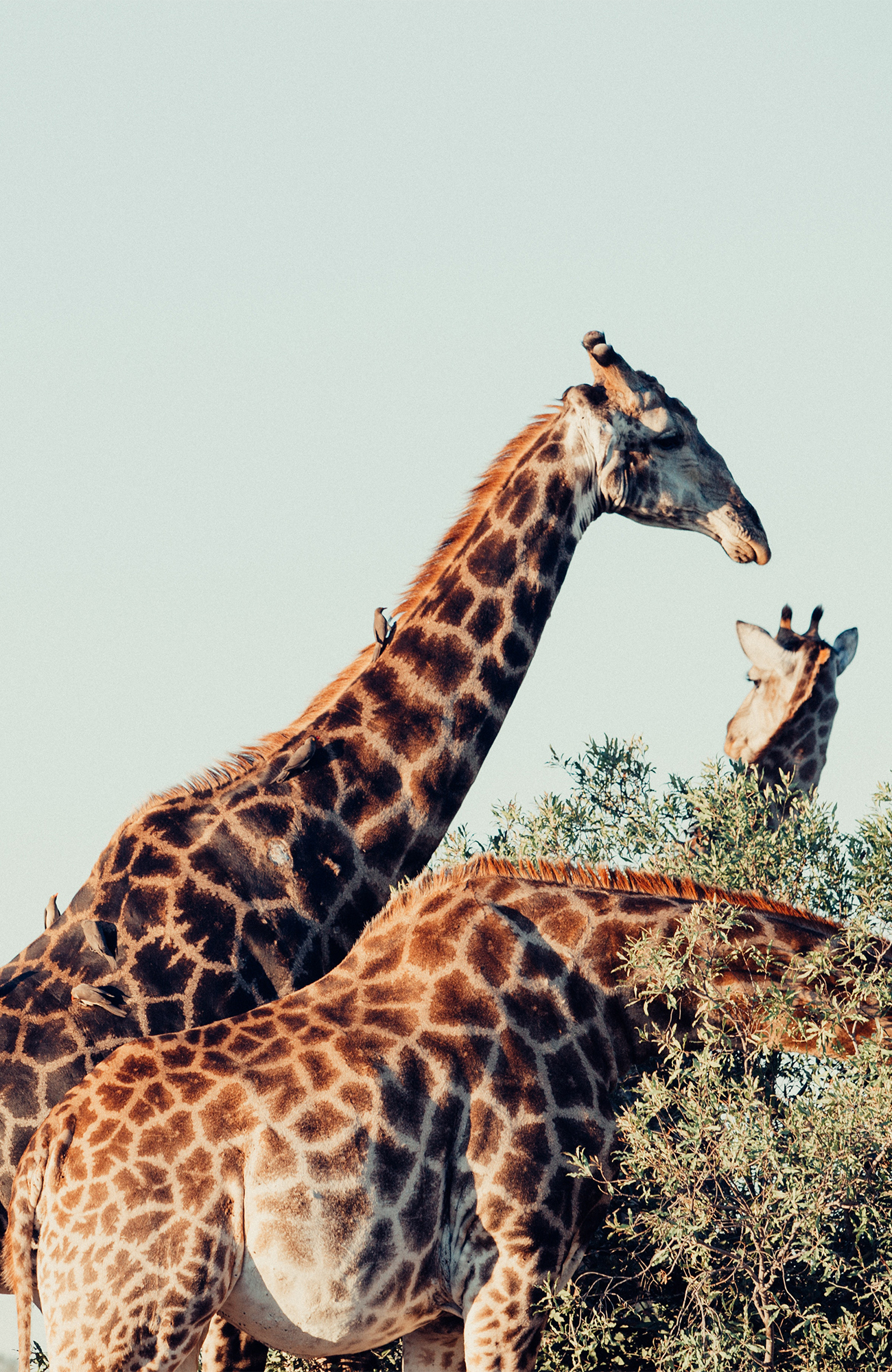 kruger-national-park-south-africa-giraffes-eating-sidebar