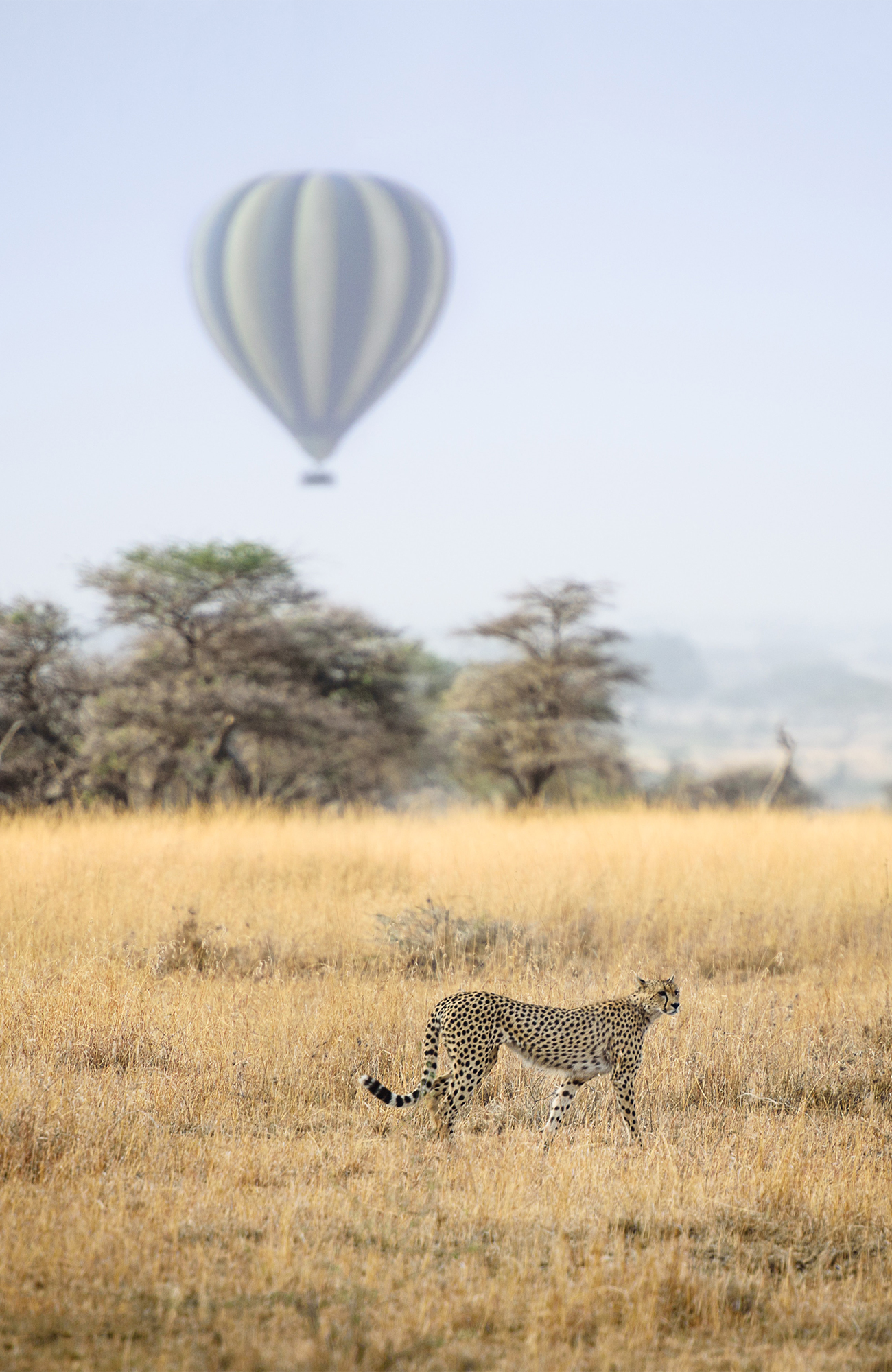 serengeti-tanzania-savannah-air-balloon-cheetah-sidebar