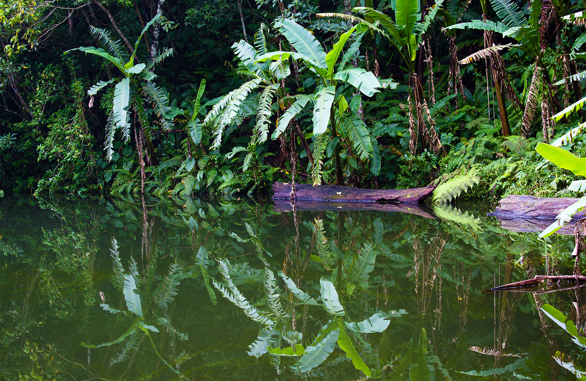 dumaguete-philippines-lake-balinsasayao-jungle-canoe-cover
