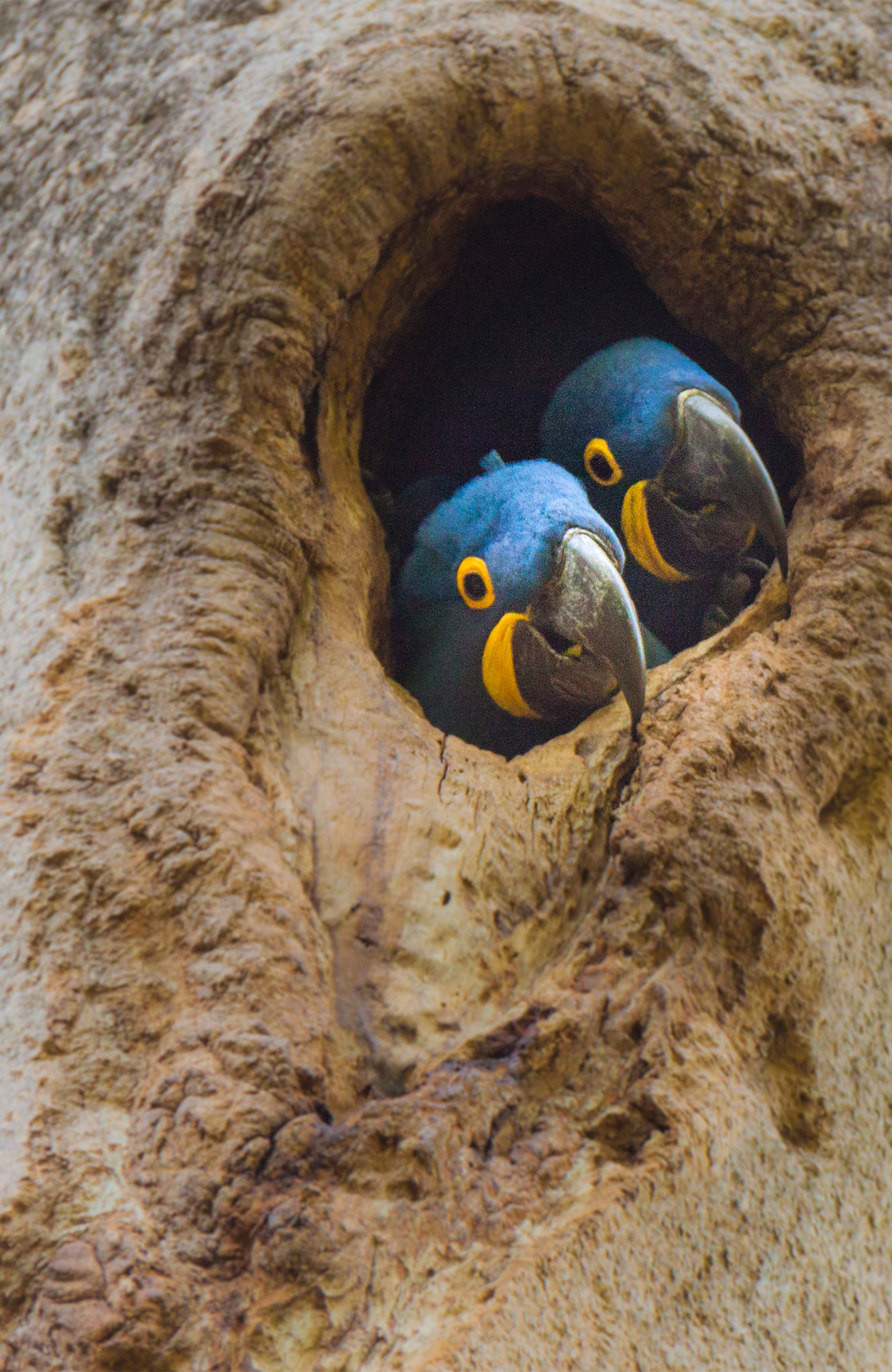 pantanal-brazil-parrots-nest-tree-hole-sidebar