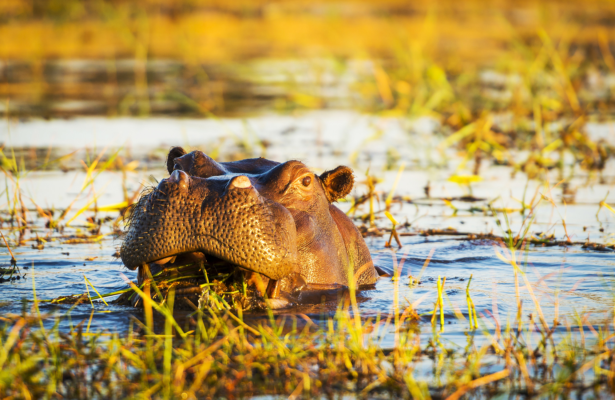 botswana-chobe-national-park-hippo