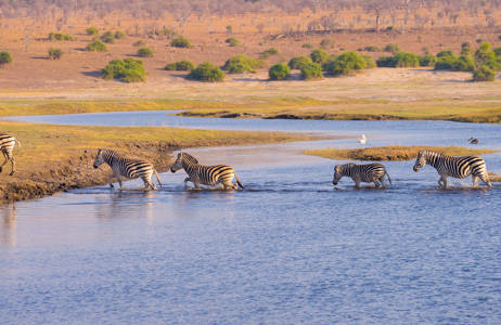 Zebras crossing Chobe River in Botswana | KILROY