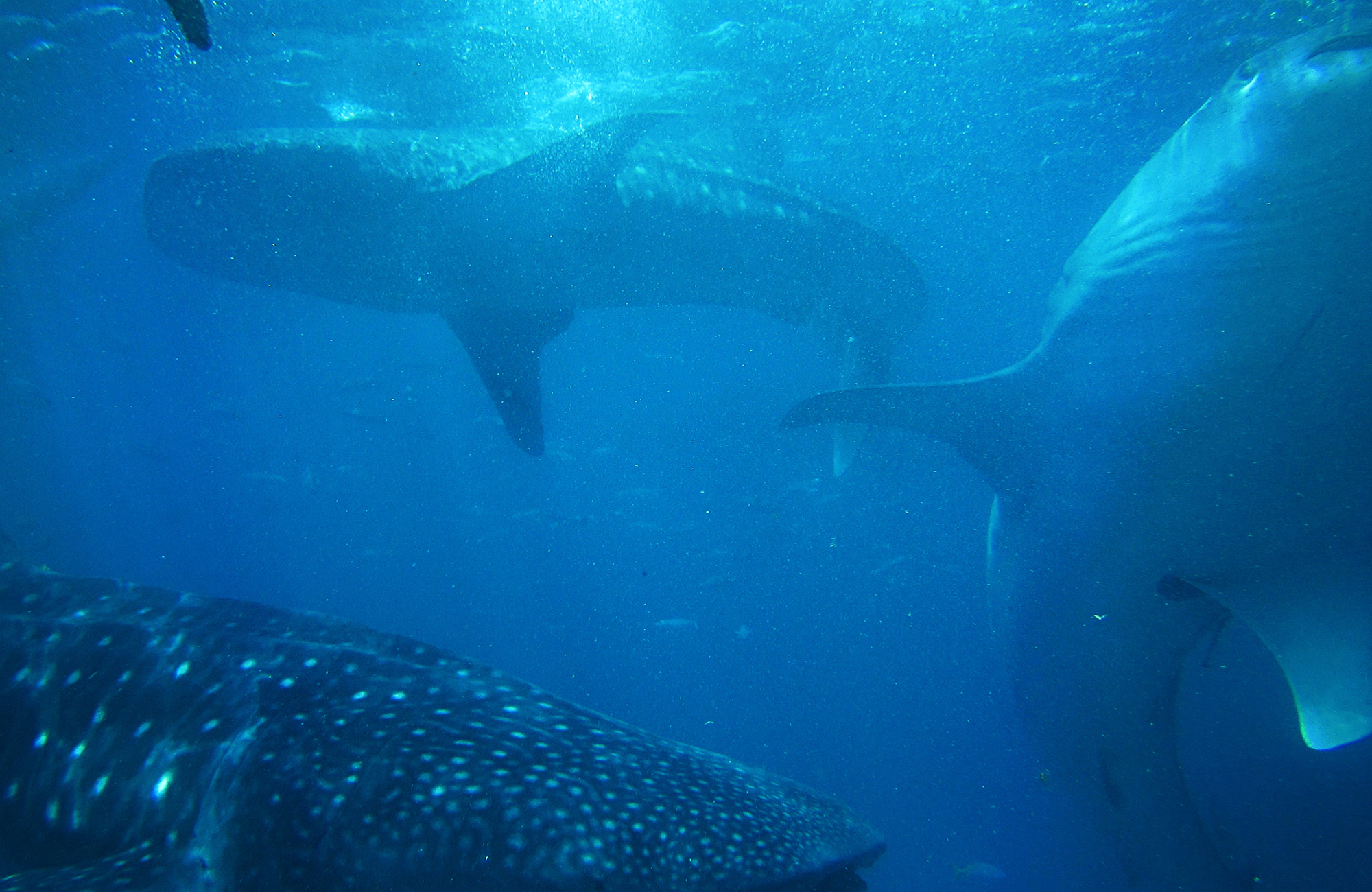 Several whale sharks in the blue waters of the Philippines