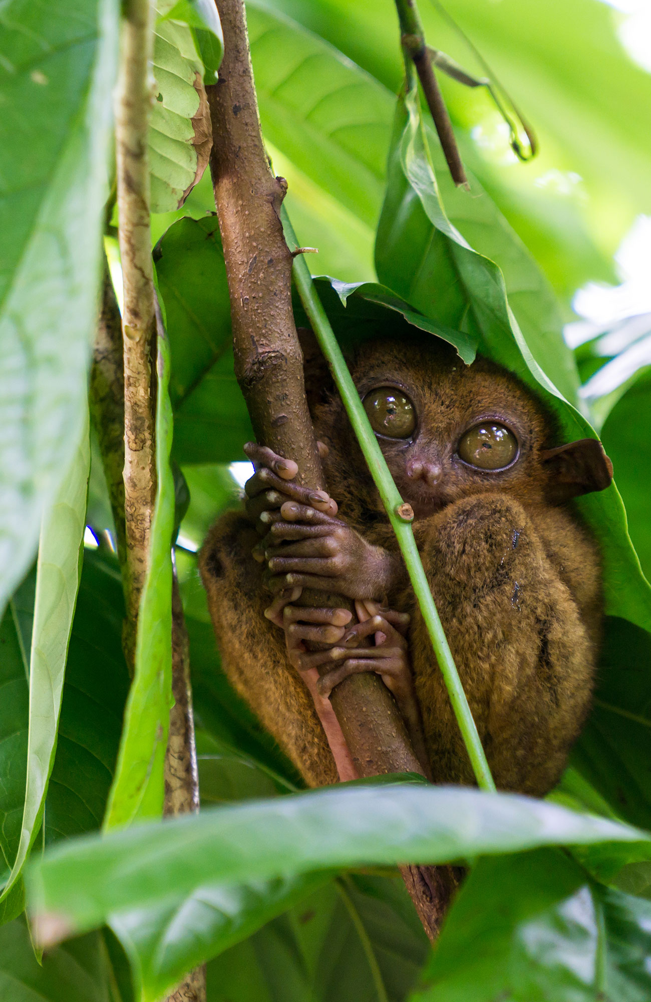 Tarsier on a tree branch on the island of Bohol in the Philippines
