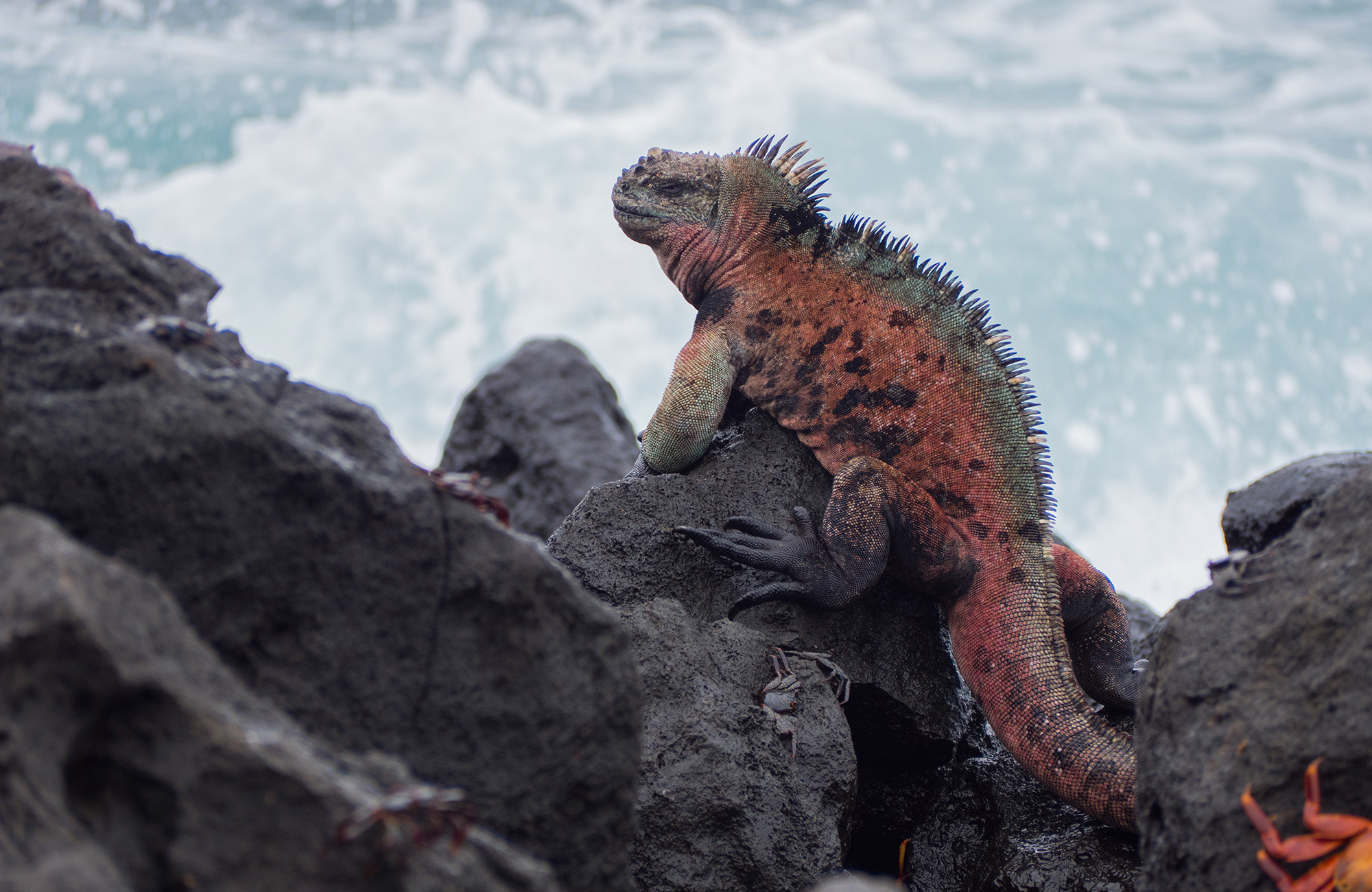galapagos-islands-ecuador-iguana-on-cliff