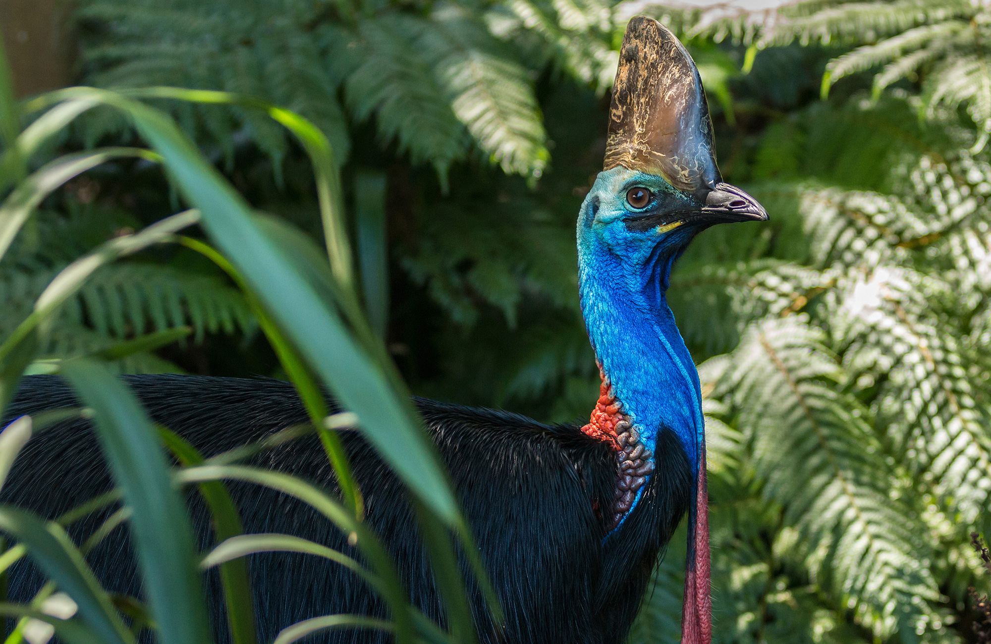 Big and majestic cassowary bird in Daintree National Park in North Queensland, Australia