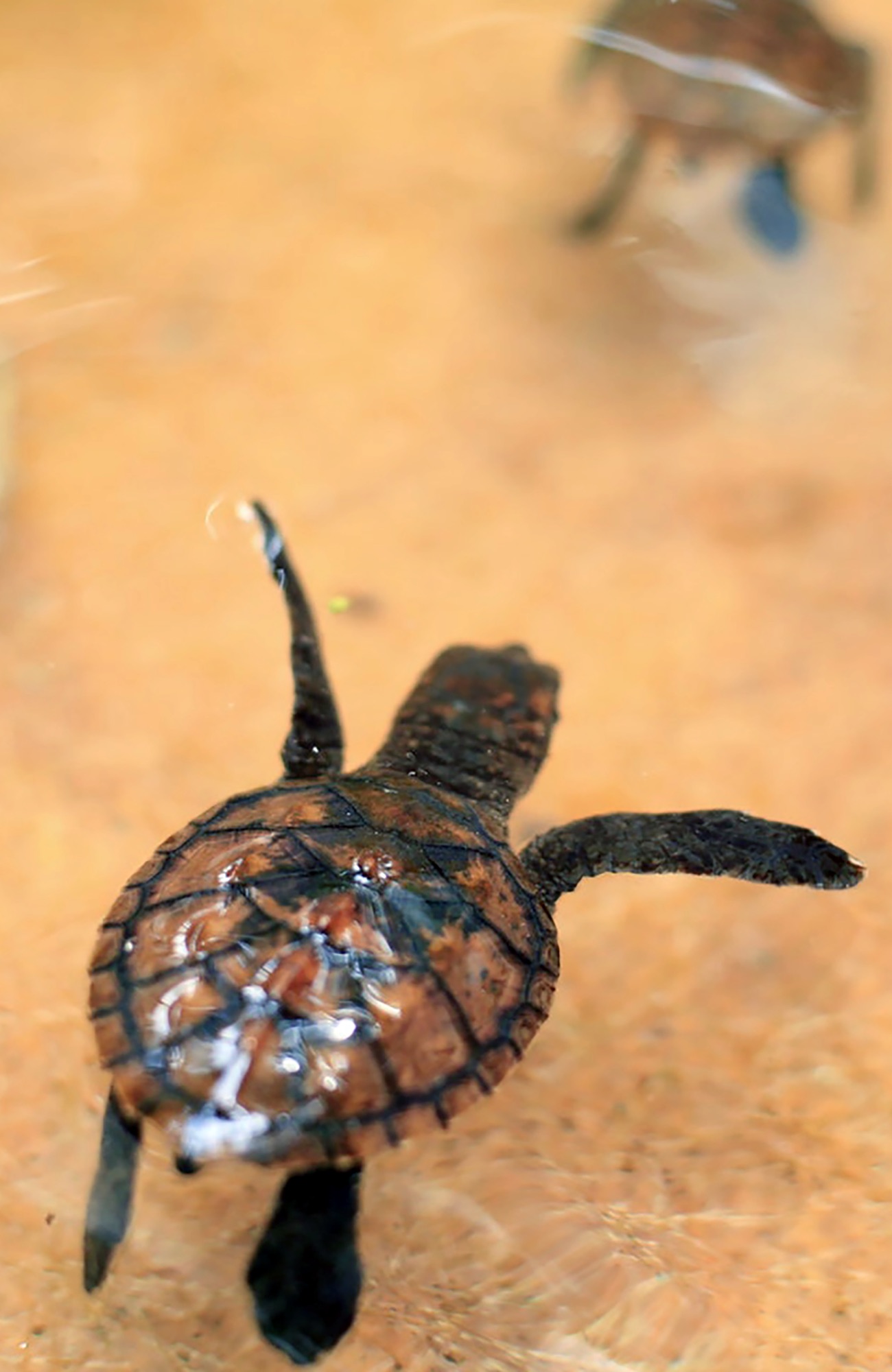 volunteering-bali-turtle-close-up-sidebar