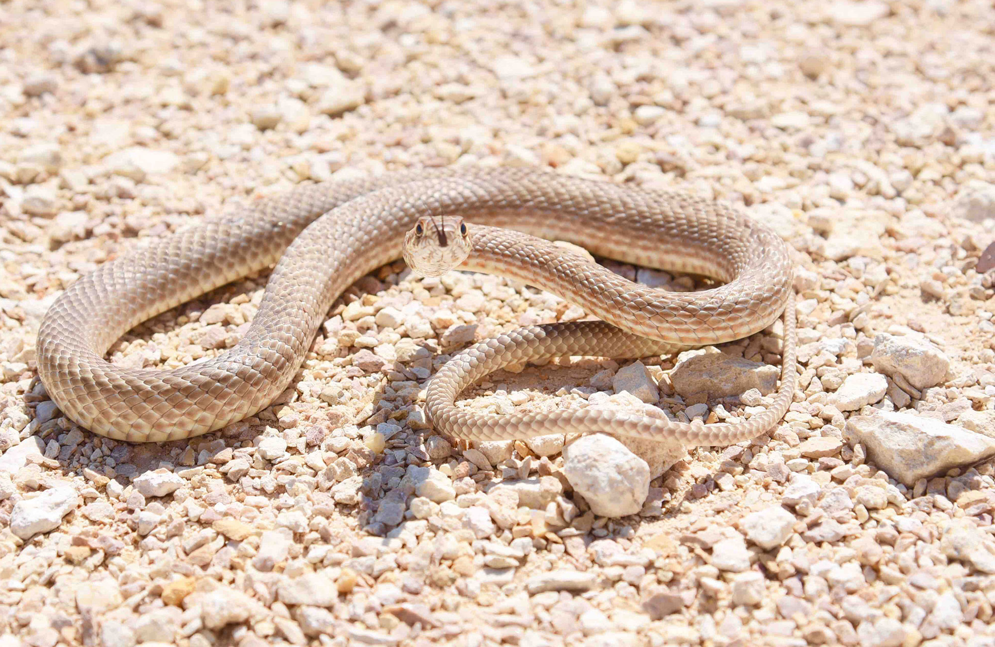 snake in sand